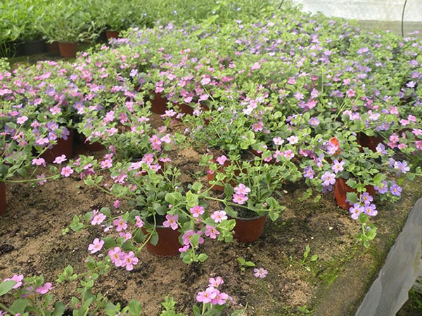 Flora, UAB