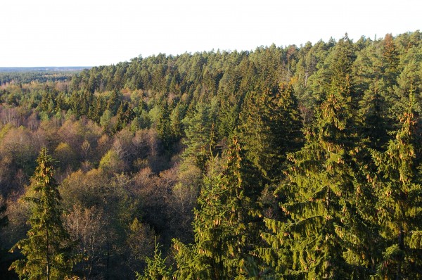 Druskininkų miškų urėdija, VĮ