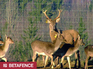 Betafence Corporate Services NV