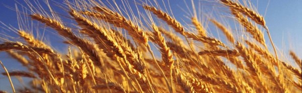 Agrokontraktas, UAB