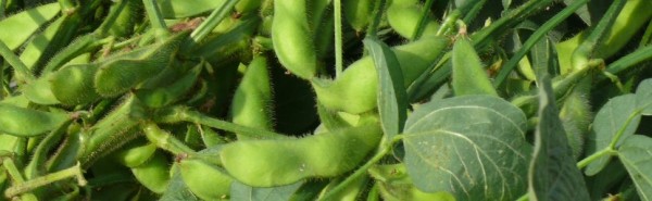 Agrokontraktas, UAB