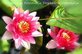Stopkadras, fotostudija