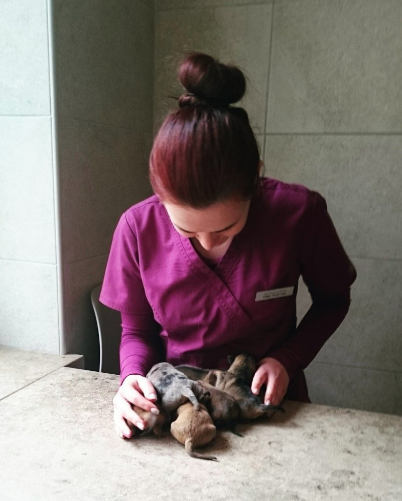 Lentvario veterinarijos klinika, MB