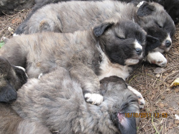 Indrės veterinarijos gydykla, VšĮ