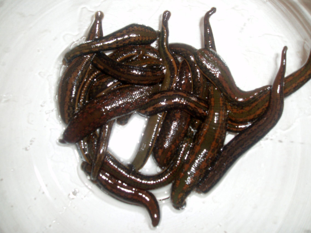 Baltik hiruline, UAB
