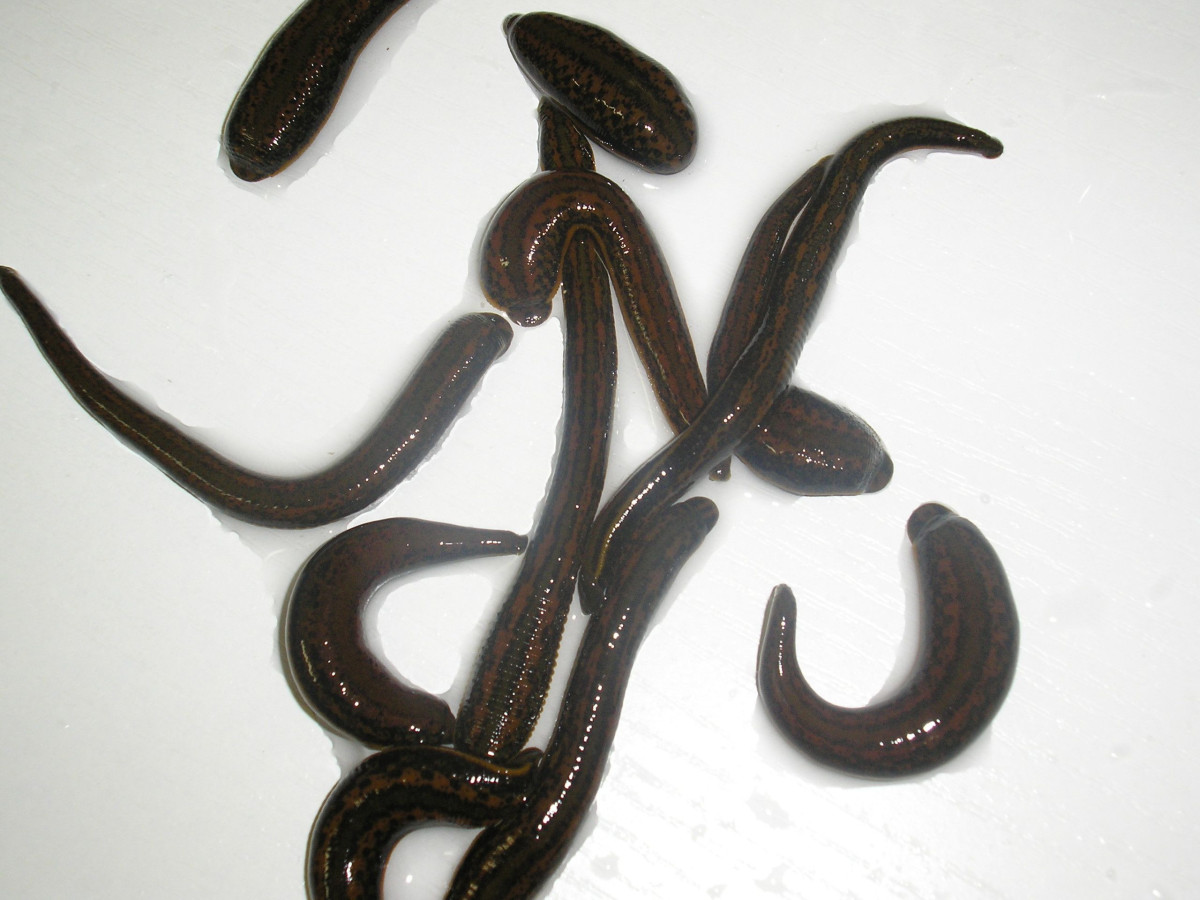 Baltik hiruline, UAB