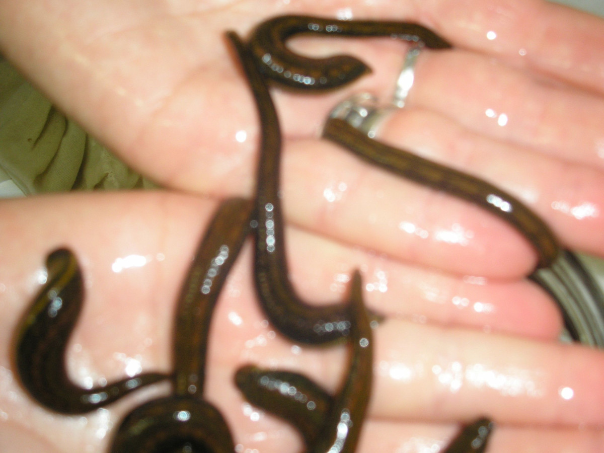 Baltik hiruline, UAB