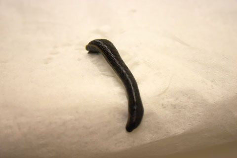 Baltik hiruline, UAB
