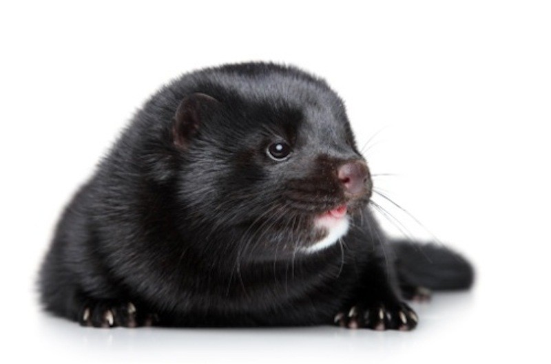 Skudžiūnų ŽŪB