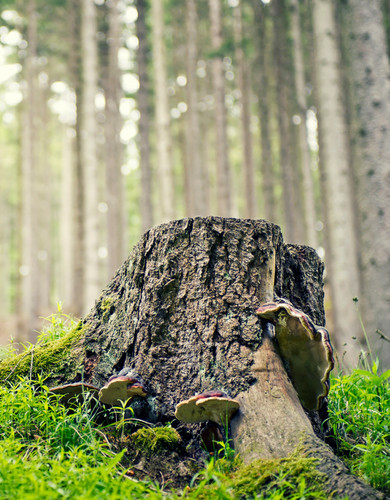 L. Petkevičienės IĮ