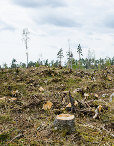 L. Petkevičienės IĮ