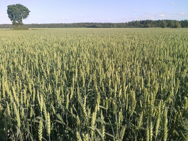 Alfa Agro, UAB