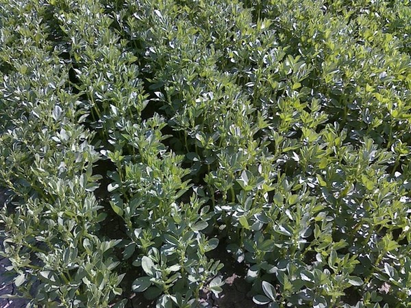 Alfa Agro, UAB