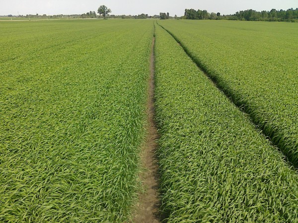 Alfa Agro, UAB