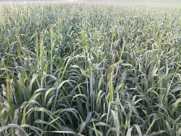 Alfa Agro, UAB