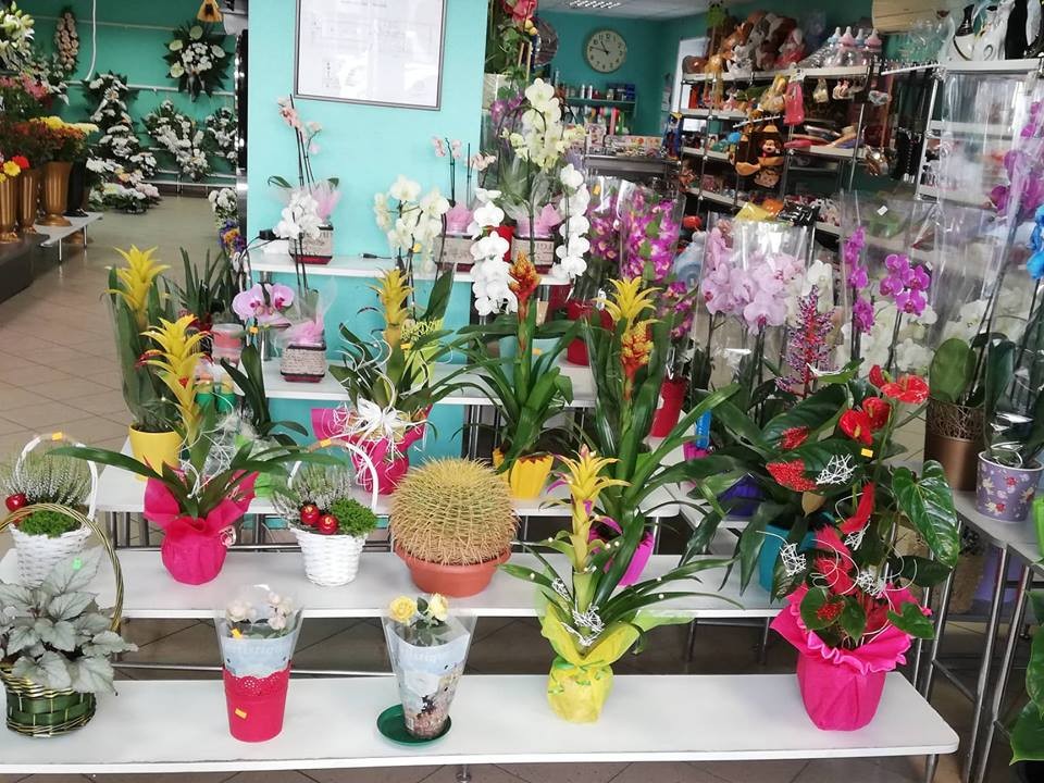 Palmeta, gėlių salonas