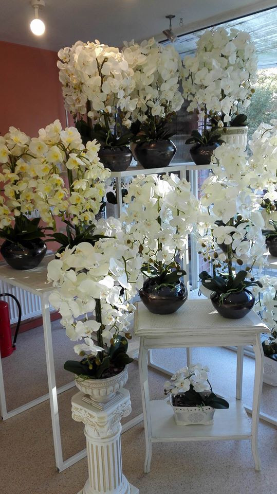 Mini orchidėja, UAB