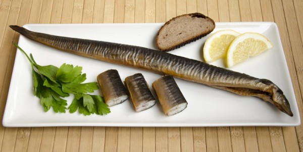 Bangų žuvis