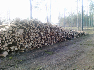 Log Forest, UAB