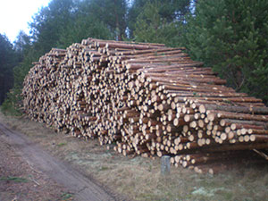 Log Forest, UAB