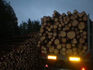 Log Forest, UAB