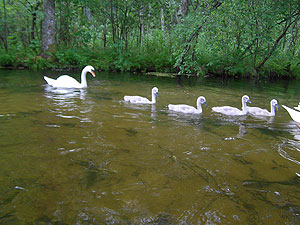 Baidarių nuoma, G. Čepulio IVV