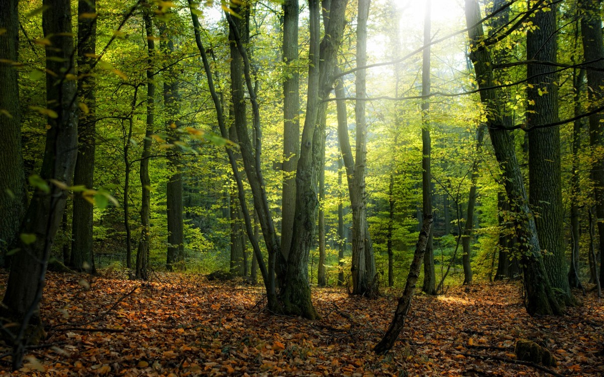 Miškinta, UAB