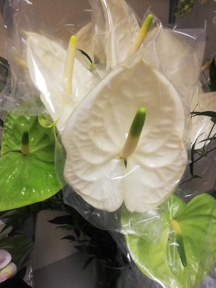 Floros melodija, UAB