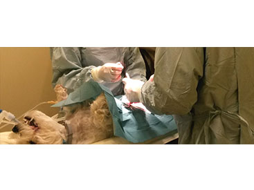 Kauno veterinarijos praktika