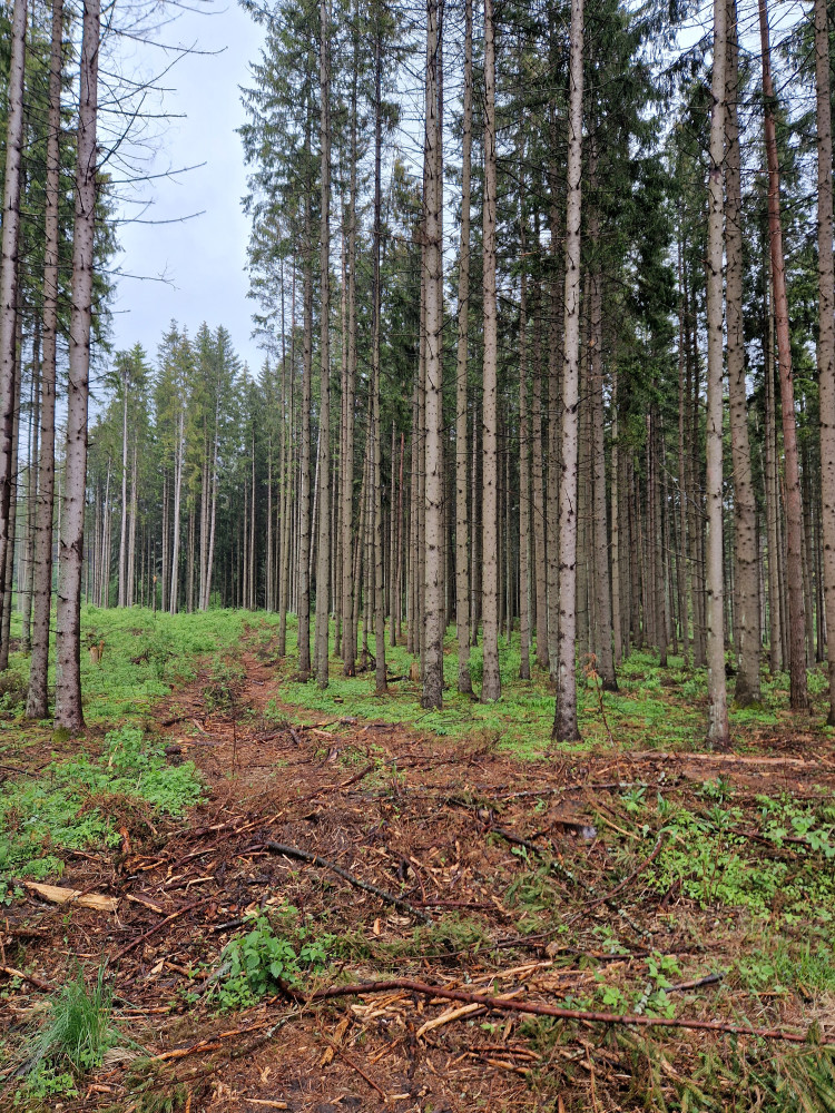 Mariaus Rimgailos MB