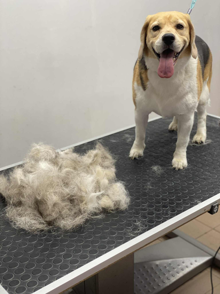 Aro veterinarijos vaistinė ir Gargždų šunų kirpykla