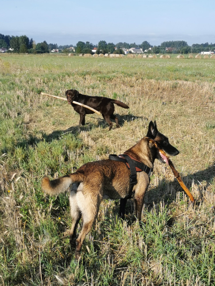 Aro veterinarijos vaistinė ir Gargždų šunų kirpykla
