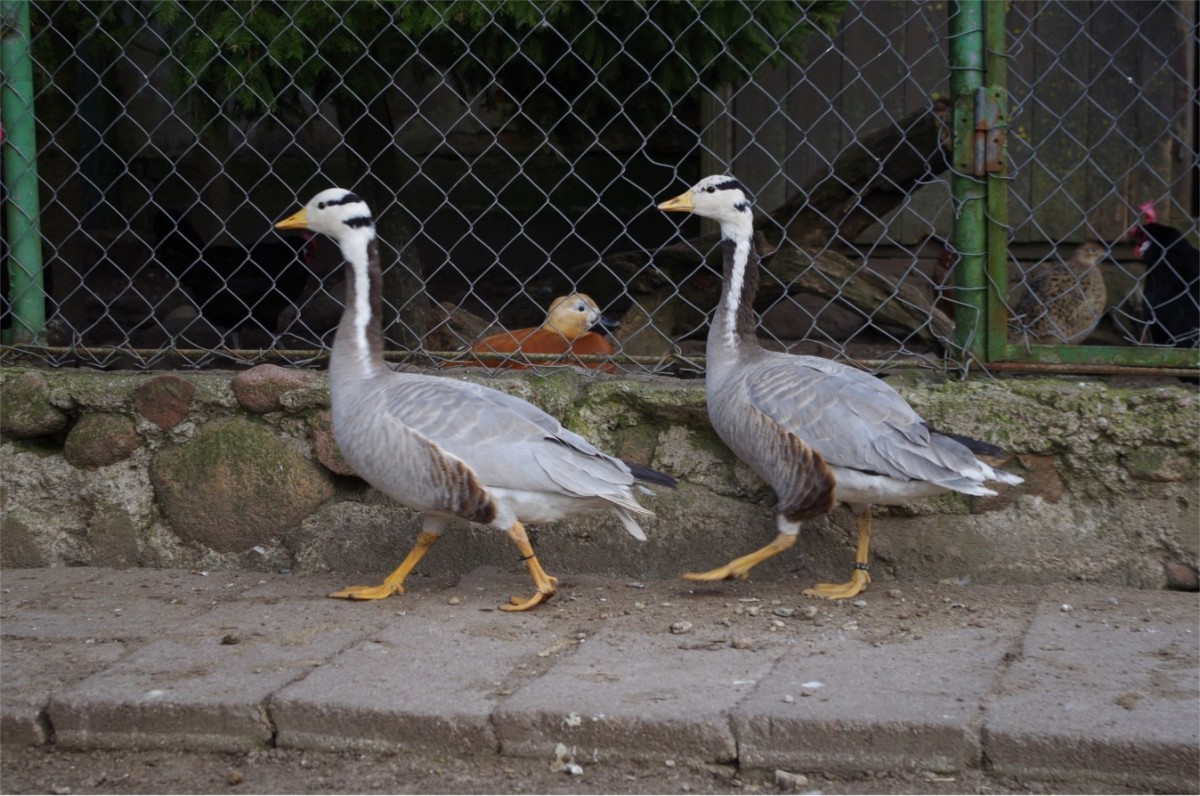 M. Ivanausko privati zoo sodyba