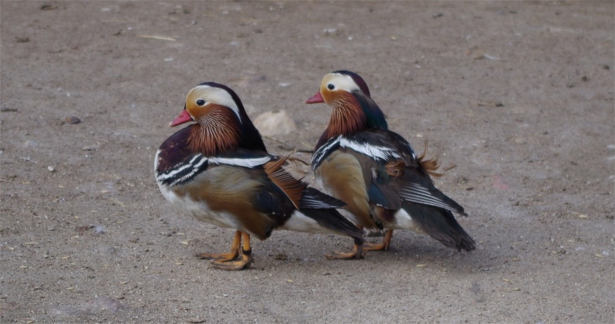 M. Ivanausko privati zoo sodyba