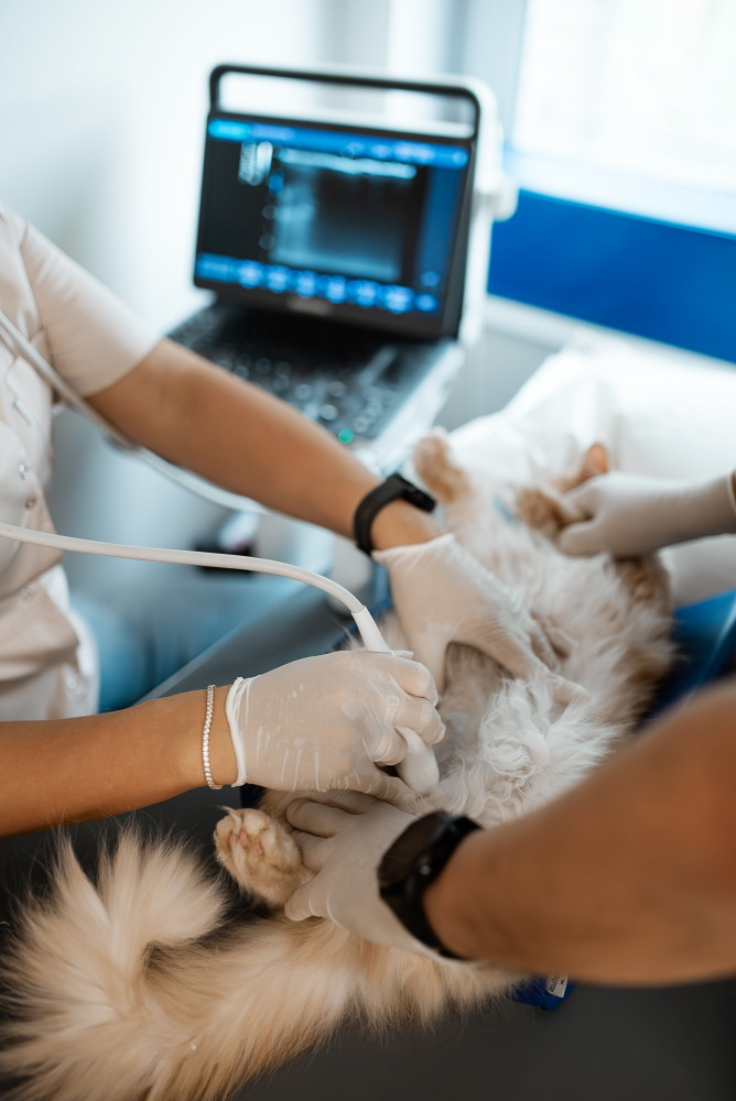 Narbuto veterinarijos klinika