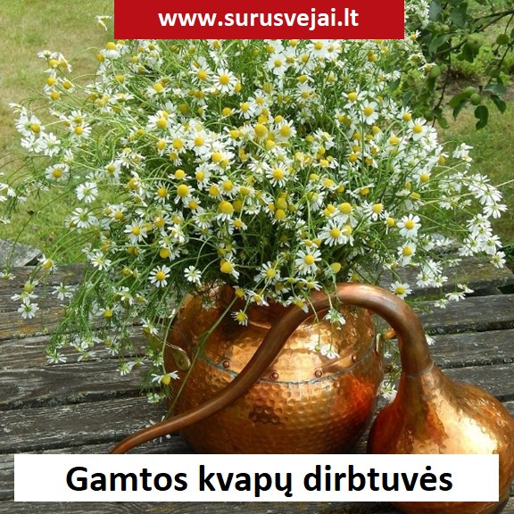 Sūrūs vėjai, VšĮ