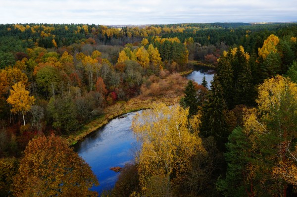 Medžių lajų takas