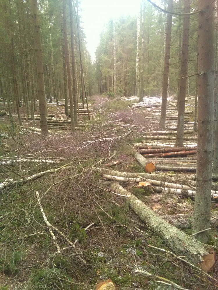 Lavinesa, MB
