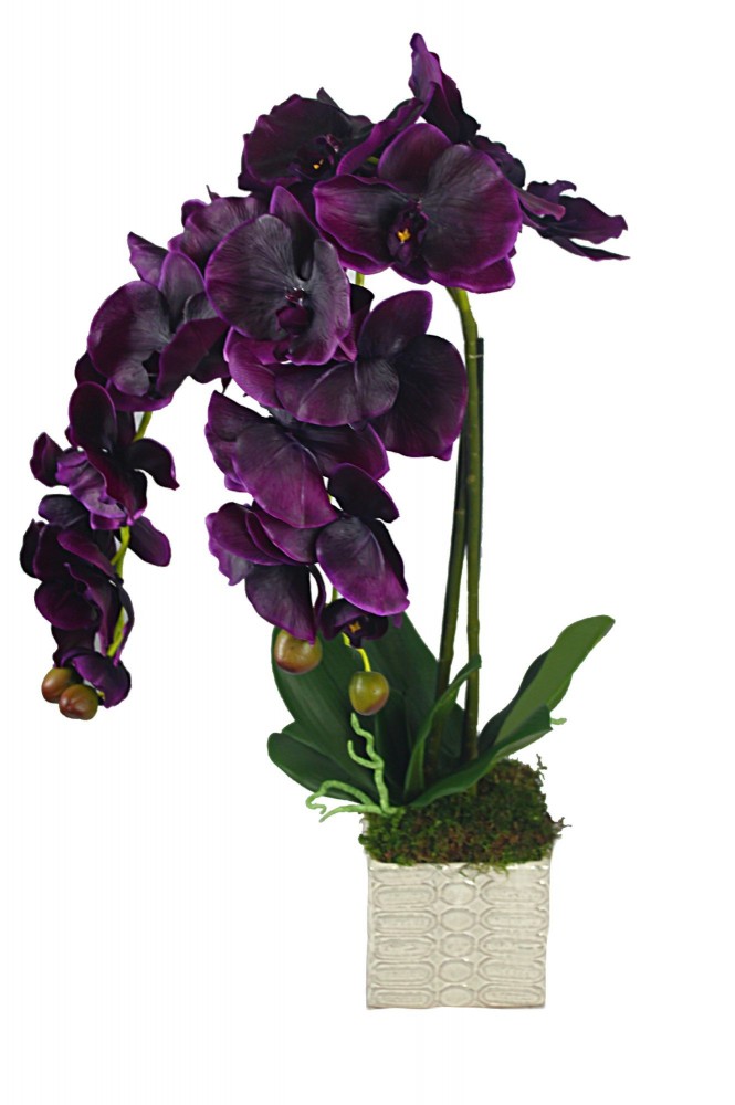 Orchidėja - gėlių salonas