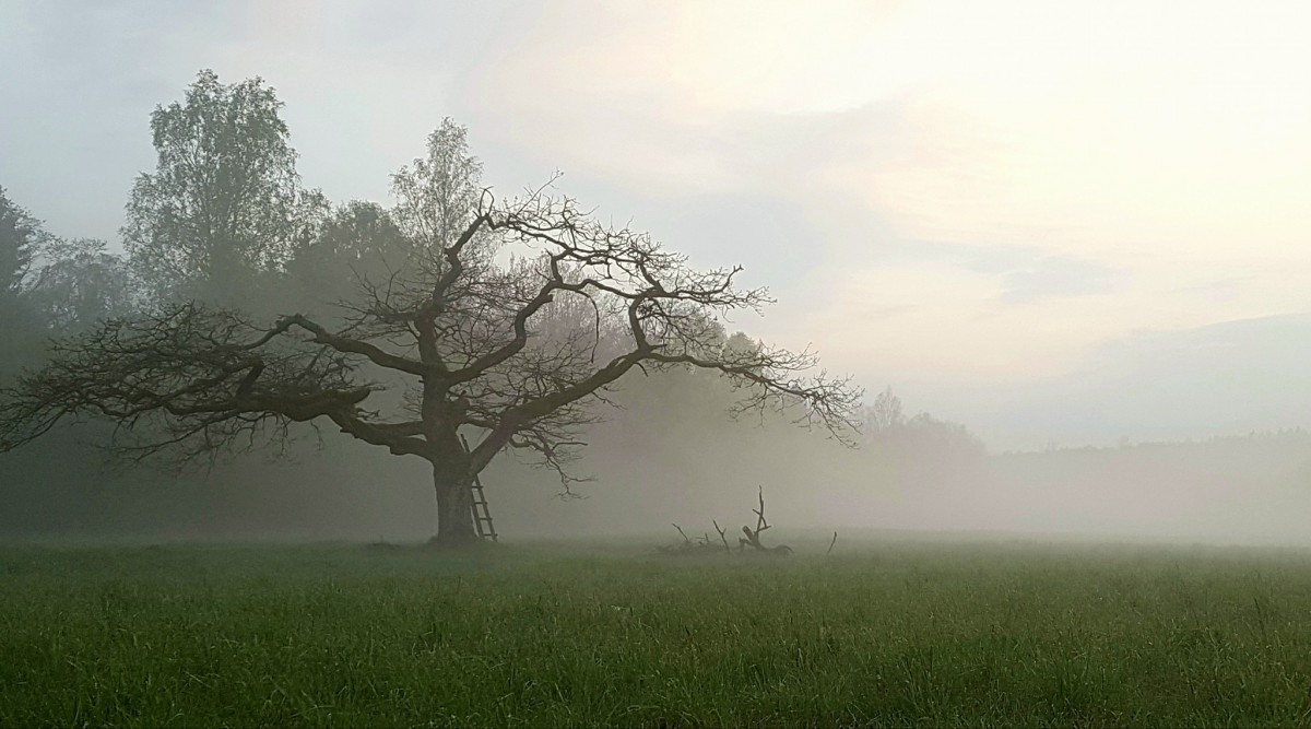 Ąžuolų giria, sodyba