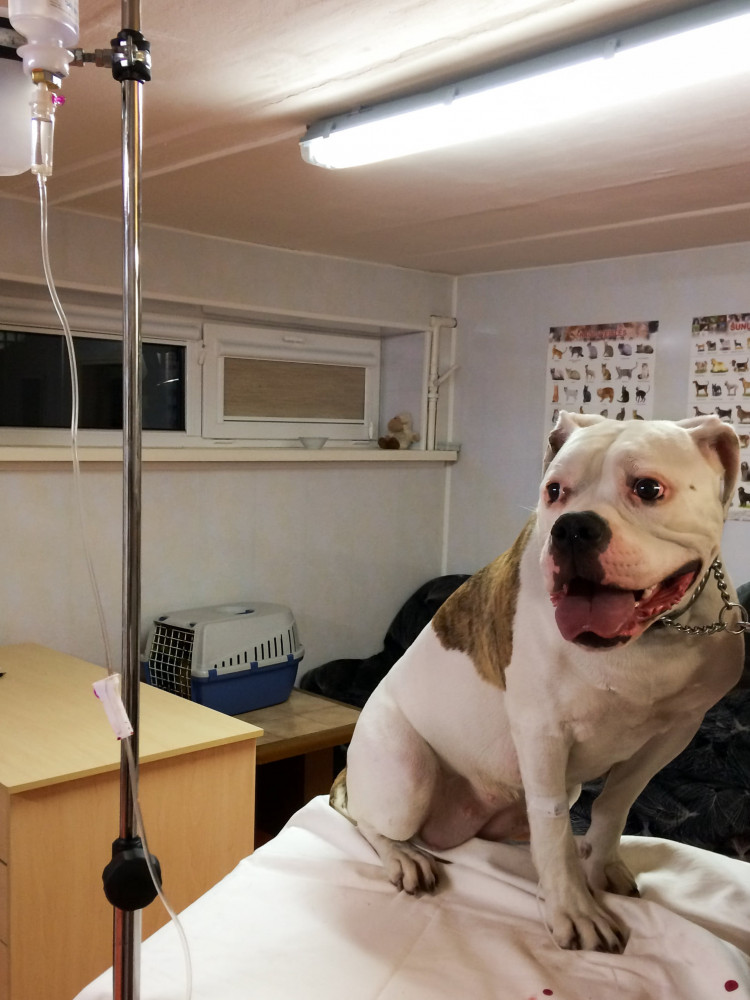 Privatus Ingos Steponaitytės veterinarijos kabinetas