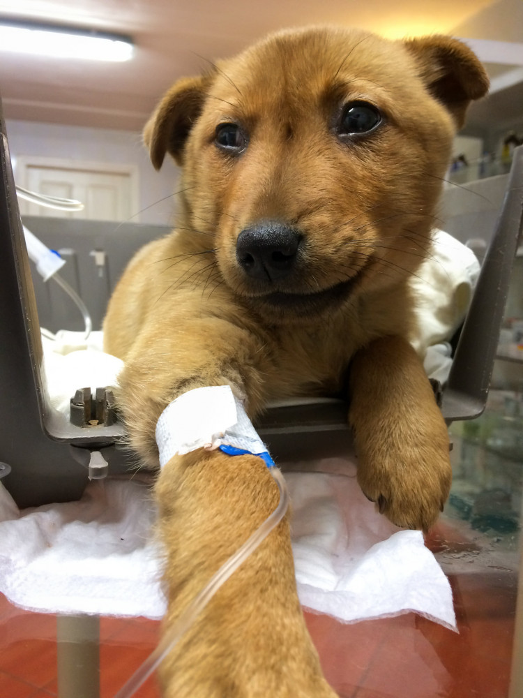 Privatus Ingos Steponaitytės veterinarijos kabinetas