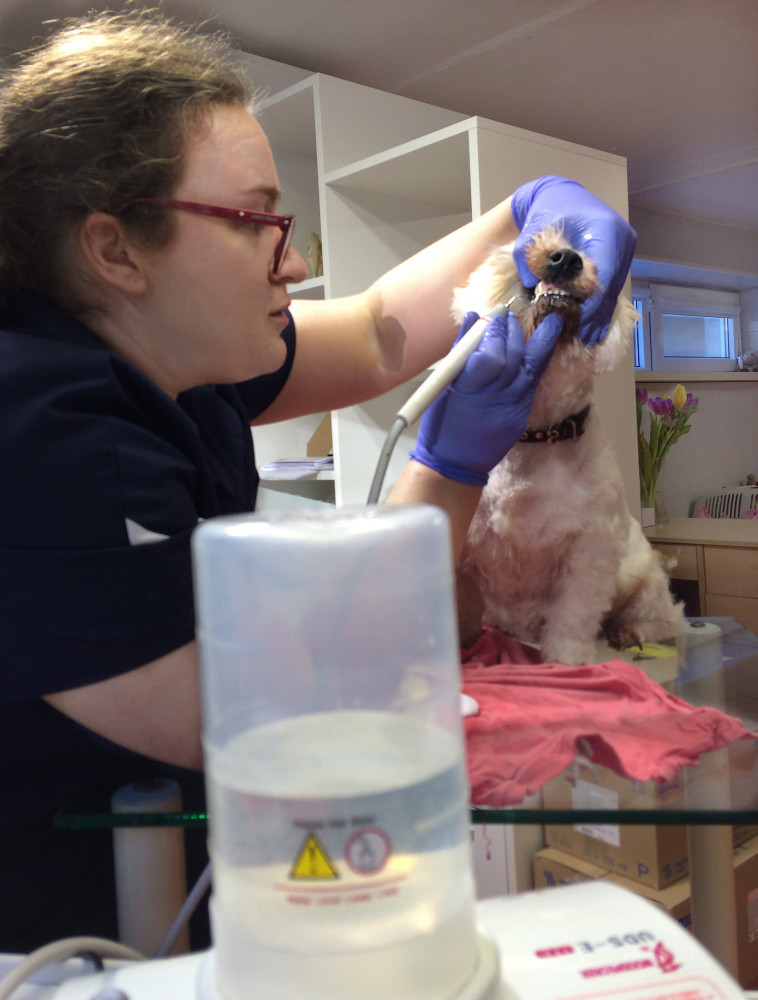 Privatus Ingos Steponaitytės veterinarijos kabinetas