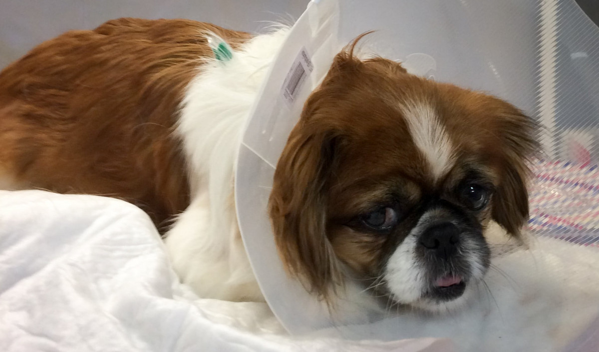 Privatus Ingos Steponaitytės veterinarijos kabinetas
