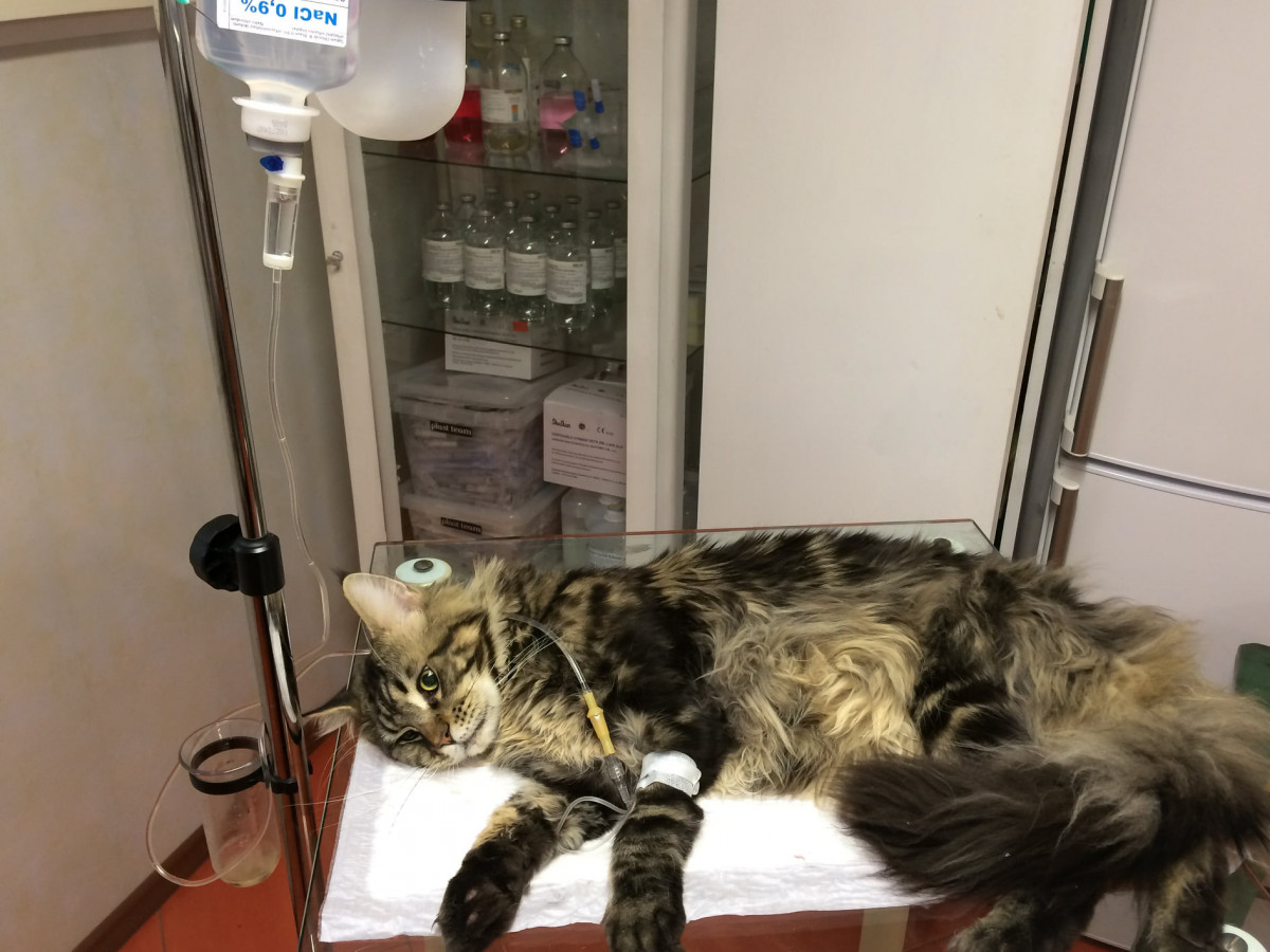 Privatus Ingos Steponaitytės veterinarijos kabinetas