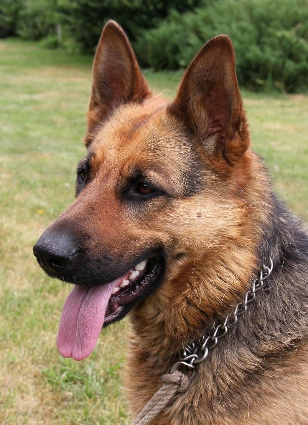 Privatus Ingos Steponaitytės veterinarijos kabinetas