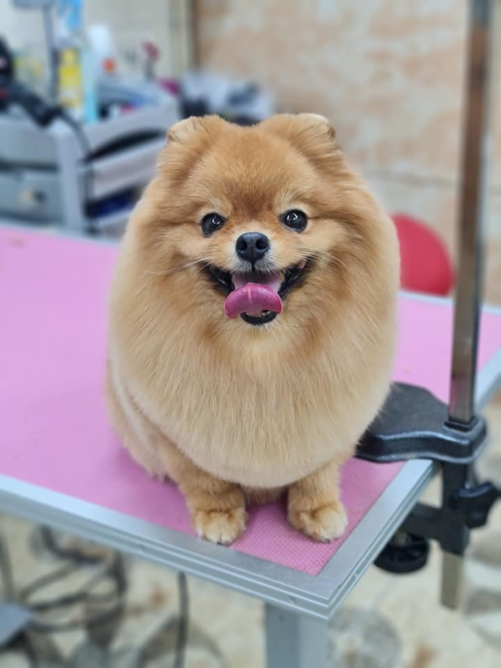 Stilinga letenėlė, UAB "Pawsitive"
