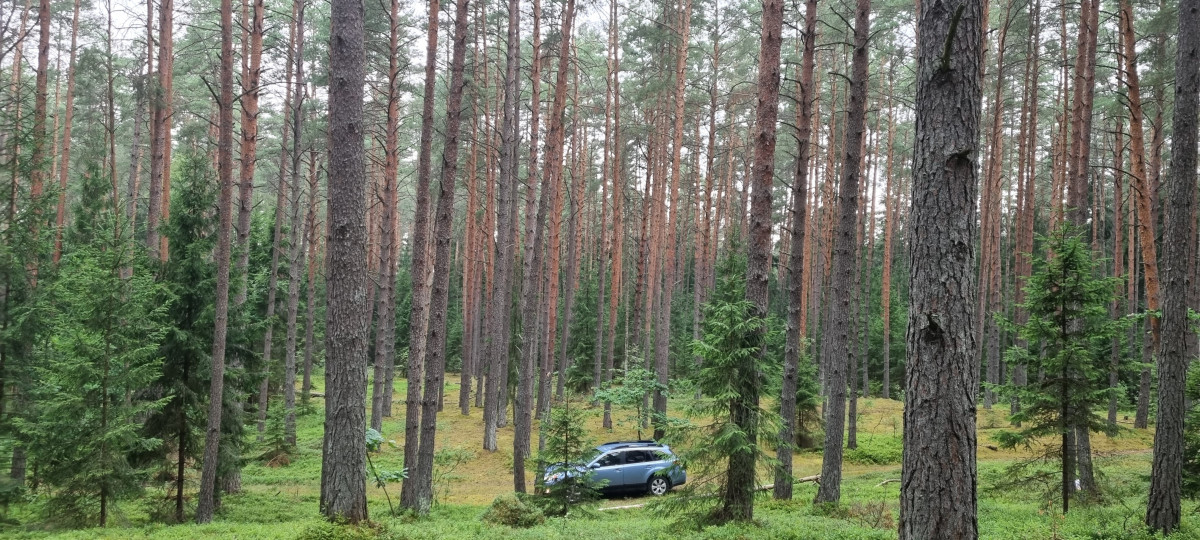 Drūtgirė, MB