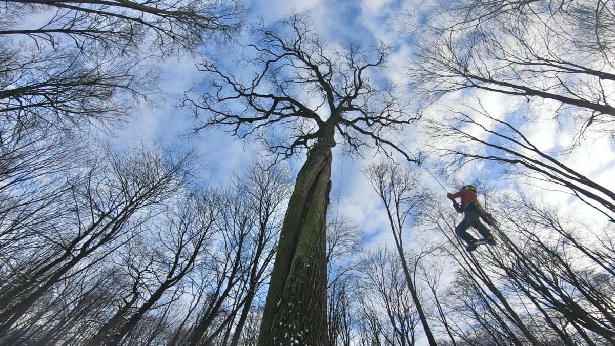 Arborpro, MB