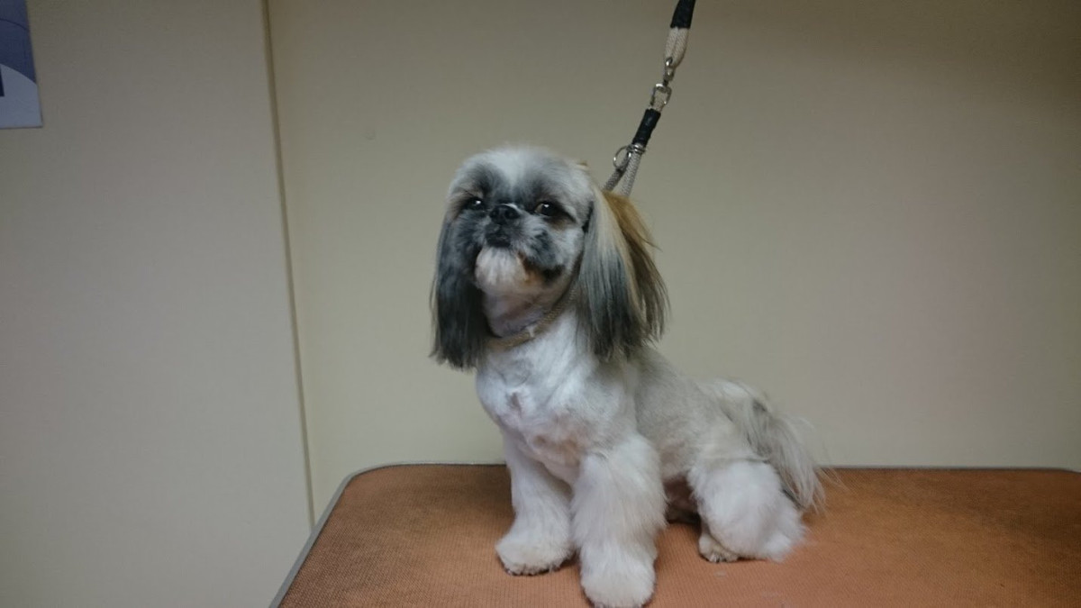 Vetpaslaugos, filialas, UAB